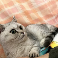 British Shorthair, Kedi  EzO fotoğrafı