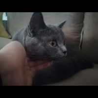British Shorthair, Kedi  Badem fotoğrafı