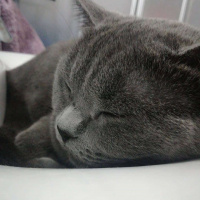 British Shorthair, Kedi  Badem fotoğrafı