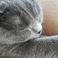 British Shorthair, Kedi  Badem fotoğrafı