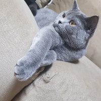 British Shorthair, Kedi  Badem fotoğrafı