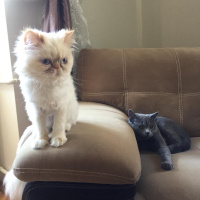 British Shorthair, Kedi  Badem fotoğrafı