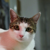 Tekir Kedi, Kedi  neşe fotoğrafı