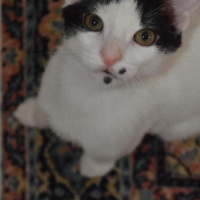 Tekir Kedi, Kedi  neşe fotoğrafı