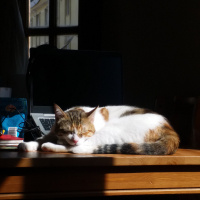 Tekir Kedi, Kedi  Zuzu fotoğrafı