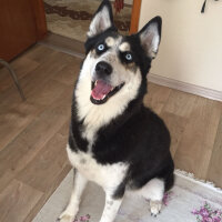 Sibirya Kurdu (Husky), Köpek  Roxy fotoğrafı