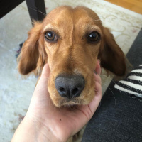 İngiliz Cocker Spaniel, Köpek  Daphne fotoğrafı