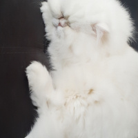 İran Kedisi (Persian), Kedi  bambam fotoğrafı