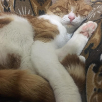 Sarman, Kedi  Pikou fotoğrafı