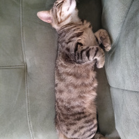Tekir Kedi, Kedi  Nuri fotoğrafı