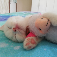 British Shorthair, Kedi  Mess fotoğrafı