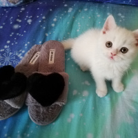 British Shorthair, Kedi  Mess fotoğrafı