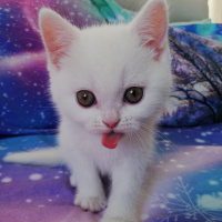 British Shorthair, Kedi  Mess fotoğrafı