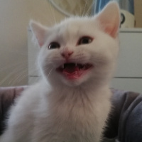 British Shorthair, Kedi  Mess fotoğrafı