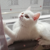 British Shorthair, Kedi  Mess fotoğrafı