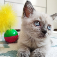 British Shorthair, Kedi  Mess fotoğrafı