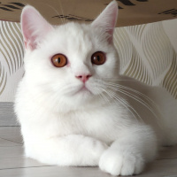 British Shorthair, Kedi  Mess fotoğrafı