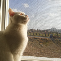 British Shorthair, Kedi  Mess fotoğrafı