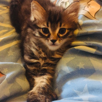 Tekir Kedi, Kedi  Hünkar-Galya-Gece fotoğrafı