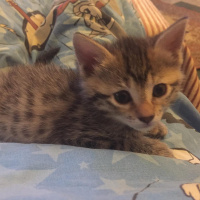 Tekir Kedi, Kedi  Hünkar-Galya-Gece fotoğrafı