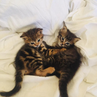 Tekir Kedi, Kedi  Hünkar-Galya-Gece fotoğrafı