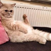 Exotic Shorthair, Kedi  Mia fotoğrafı