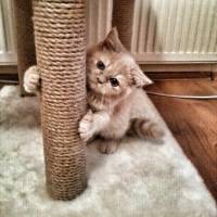 Exotic Shorthair, Kedi  Mia fotoğrafı