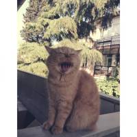 Exotic Shorthair, Kedi  Mia fotoğrafı