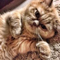 Exotic Shorthair, Kedi  Mia fotoğrafı