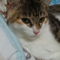 Tekir Kedi, Kedi  Frida fotoğrafı