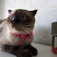 Scottish Fold, Kedi  Hira fotoğrafı
