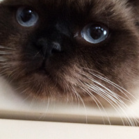 Scottish Fold, Kedi  Hira fotoğrafı