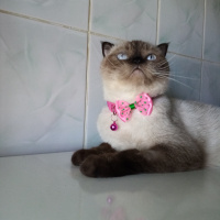 Scottish Fold, Kedi  Hira fotoğrafı