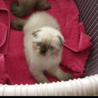 Scottish Fold, Kedi  Hira fotoğrafı