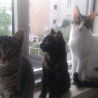 Tekir Kedi, Kedi  Helen fotoğrafı