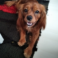 Cavalier King Charles Spanieli, Köpek  Viski fotoğrafı