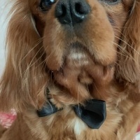 Cavalier King Charles Spanieli, Köpek  Viski fotoğrafı