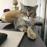 British Shorthair, Kedi  YUFKA fotoğrafı
