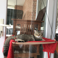 British Shorthair, Kedi  YUFKA fotoğrafı