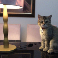 British Shorthair, Kedi  YUFKA fotoğrafı