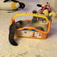 British Shorthair, Kedi  YUFKA fotoğrafı