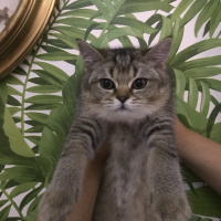 British Shorthair, Kedi  YUFKA fotoğrafı