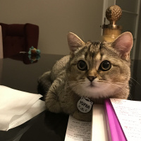 British Shorthair, Kedi  YUFKA fotoğrafı