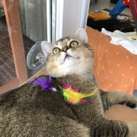 British Shorthair, Kedi  YUFKA fotoğrafı