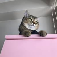 British Shorthair, Kedi  YUFKA fotoğrafı