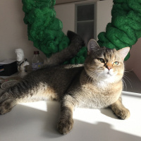 British Shorthair, Kedi  YUFKA fotoğrafı