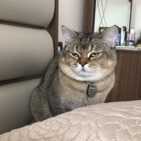 British Shorthair, Kedi  YUFKA fotoğrafı