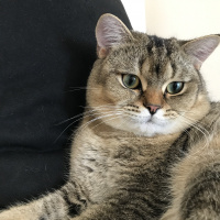 British Shorthair, Kedi  YUFKA fotoğrafı