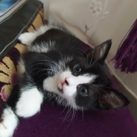 Tekir Kedi, Kedi  Afacan fotoğrafı