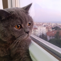 British Shorthair, Kedi  Bozbey fotoğrafı